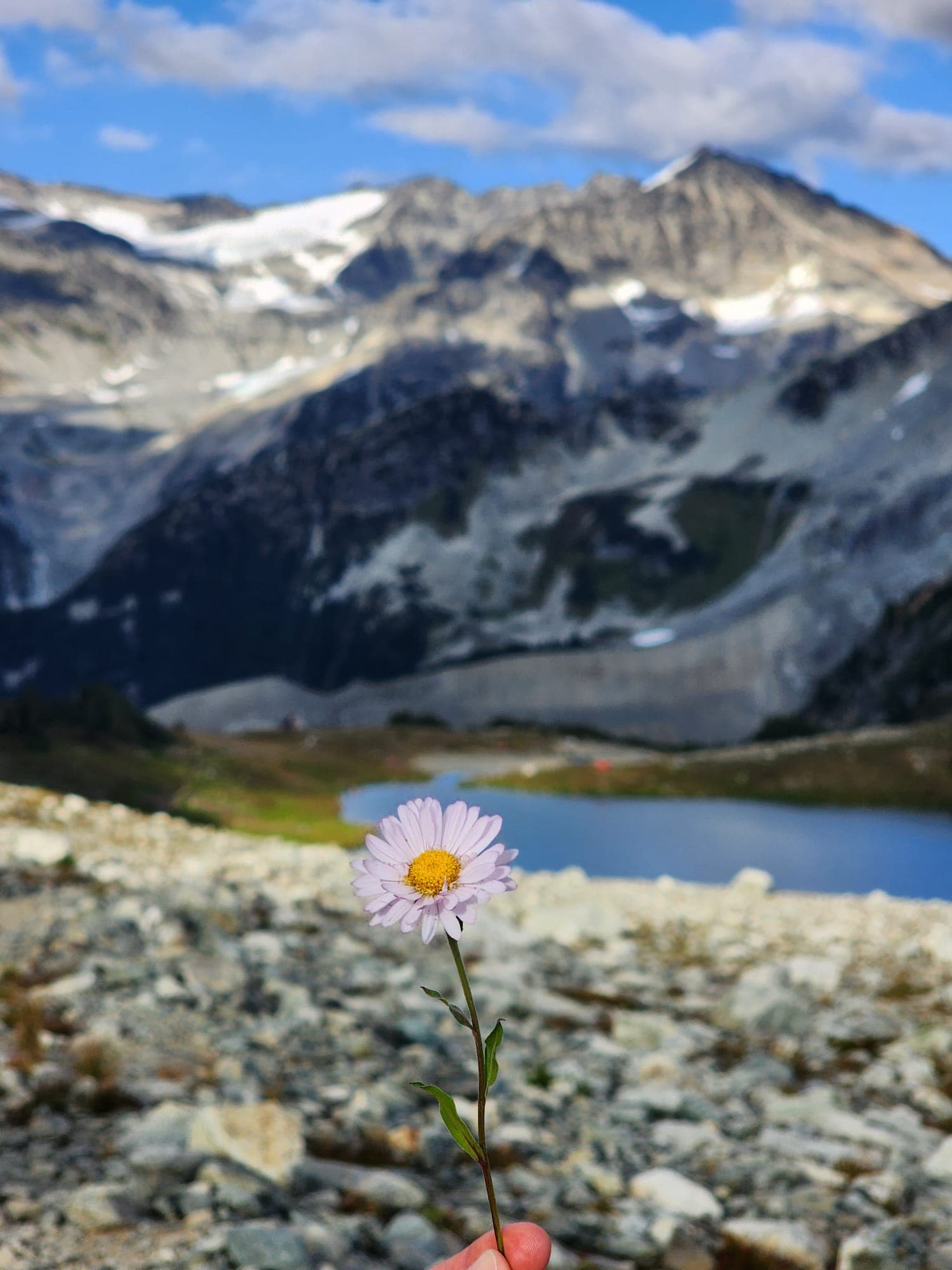 A wildflower held up in front of a glacier lake and snowy peaks
